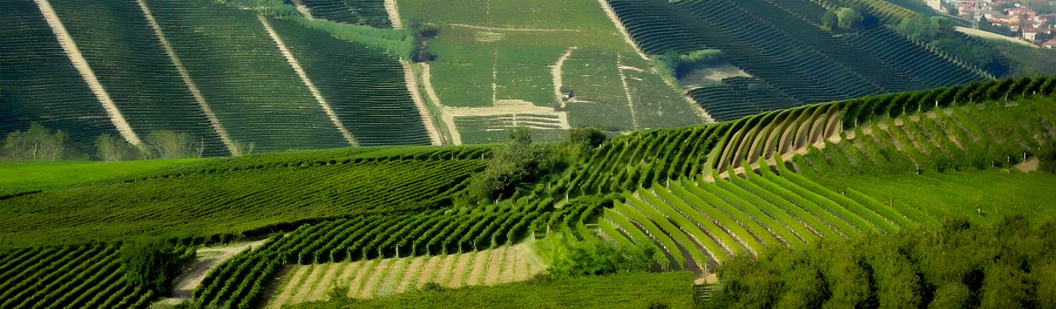 Bodega Monte del Fra