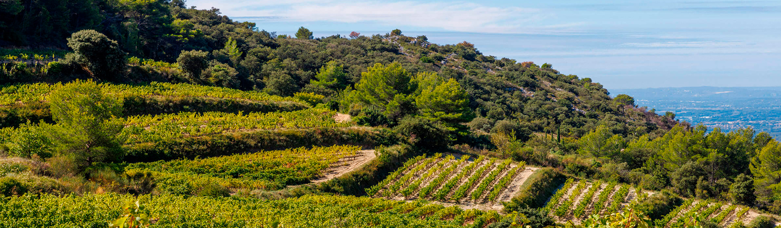 Bodega Monte del Fra